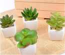 TDR -  6x kunst vetplantjes - Succulenten - Mini kamerplanten - in mooie gevormde witte keramieken potjes - ↑8 cm -Ø 6.6 cm