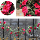 2 Stuks Klimop Slinger - Scharlaken Wijnstokken