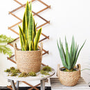 3-delige Natuurlijke Grasvezel Plantmanden Set - Stijlvolle Plantenhouders met Handgreep-Verrijk je Ruimte met Natuurlijke Elegantie - Duurzaam, Veelzijdig en Milieuvriendelijk Design-bruin