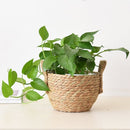 3-delige Natuurlijke Grasvezel Plantmanden Set - Stijlvolle Plantenhouders met Handgreep-Verrijk je Ruimte met Natuurlijke Elegantie - Duurzaam, Veelzijdig en Milieuvriendelijk Design-bruin