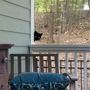 Unikorf 2-delige dierenkattenspion tuindecoratie, zwart