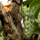 Gesimuleerde Eekhoorn Tuindecoratie - Hars 6.5*14*15cm