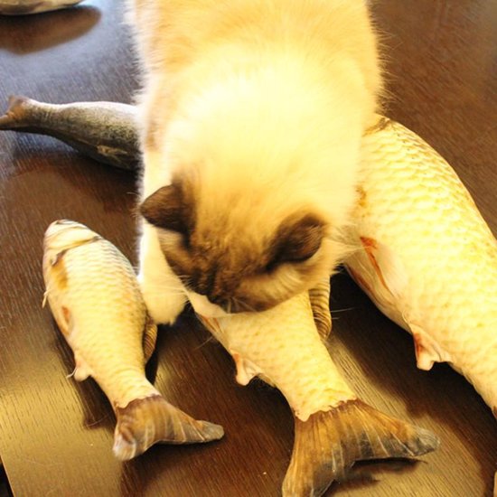 TDR - kattensnack visspeelgoed voor katten-4stuks Vis Speelgoed