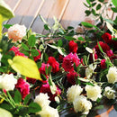 2 Stuks Klimop Slinger - Scharlaken Wijnstokken