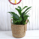 3-delige Natuurlijke Grasvezel Plantmanden Set - Stijlvolle Plantenhouders met Handgreep-Verrijk je Ruimte met Natuurlijke Elegantie - Duurzaam, Veelzijdig en Milieuvriendelijk Design-bruin