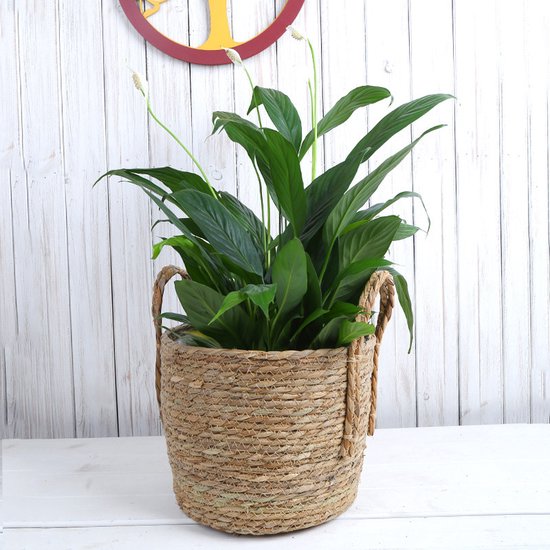 3-delige Natuurlijke Grasvezel Plantmanden Set - Stijlvolle Plantenhouders met Handgreep-Verrijk je Ruimte met Natuurlijke Elegantie - Duurzaam, Veelzijdig en Milieuvriendelijk Design-bruin