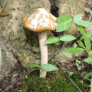 Unikorf Keramische paddenstoelen Set4 Geel/Rood/Groen/Blauw