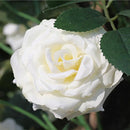 2 Stuks Klimop Slinger-simulatie rose vine wit