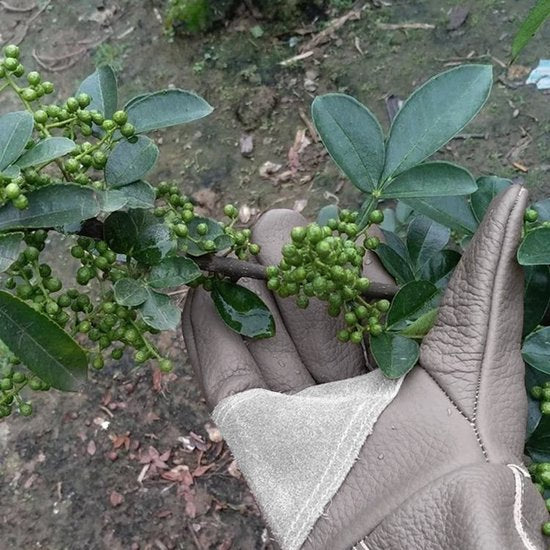 Steekwerende Tuinhandschoenen van Koeienleer – Korte Handschoen (25 cm)