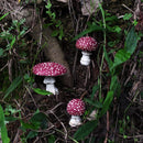 3-delige Glow in the Dark Tuin Paddenstoel Decoratie Set