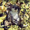 Schattige Koala Hars Hanger - Australisch Accent 21x12x23cm