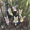 6-delige bloemenfeeën tuinstekerset voor tuin & pot