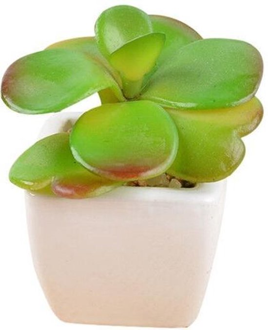 TDR -  6x kunst vetplantjes - Succulenten - Mini kamerplanten - in mooie gevormde witte keramieken potjes - ↑8 cm -Ø 6.6 cm